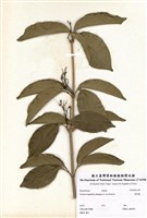 藏品(紫鈴藤)的圖片